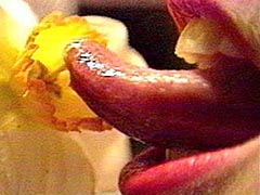 Penetrating the Flower