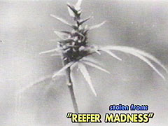 Stolen from "Reefer Madness"