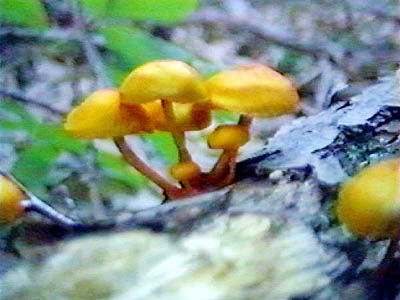 Six Orange Mushrooms