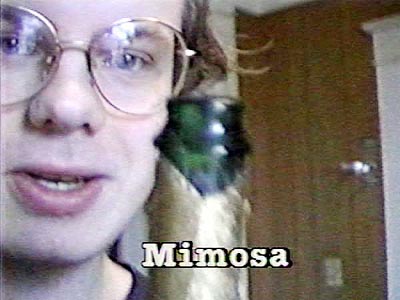 Mimosa