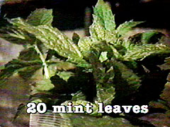 20 Mint Leaves